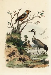 Hawfinch, Coccothraustes coccothraustes 2, common crane, Grus grus 3, and cricket, Gryllus campestris 1