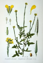 生垣マスタード、1893