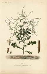ヘッジマスタード、Sisymbrium officinale、Erysimum officinale、Velar