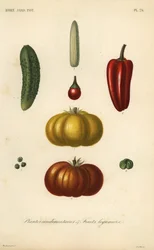 ハーブと野菜、plantes condimentaires et fruits legumieres