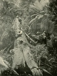 ハウ・ザ・ザ・マイティ・フォールン、1901。