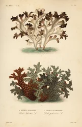 アイスランド苔（Cetraria islandica, Lichen d