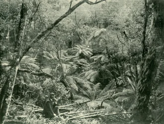 ダンデノン山脈、1901年。