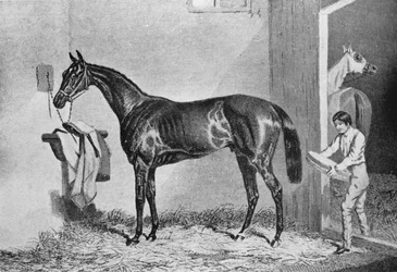 ジョーミラー、19世紀、1911