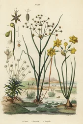 Jointed rush, Juncus articulatus 1, toad rush, Juncus bufonius 2, pipewort, Paepalanthus dendroides 3, and rush daffodil, Narcissus jonquilla 4.ジョーンズ、ジョンシネル、ジョンキール