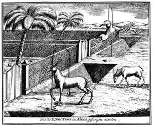 Khoikhoisトラッピングアンテロープ、南アフリカ共和国、18世紀1931