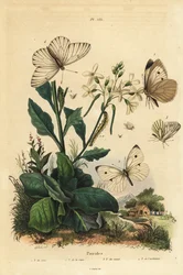 大白、Pieris brassicae 1、小白、Pieris rapae 2、緑縁白、Pieris napi 3、黒縁白、Aporia crataegi 4。Pierid butterflies
