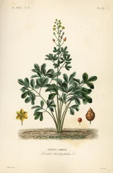 Leontice, Leontice leontopetalum, Leontice commune