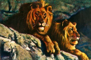 ライオンズ、c1928。