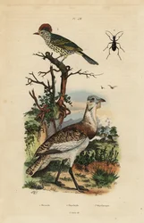 コガシラ（Eupodotis humilis）、シャチホコ（Oxyruncus cristatus）。