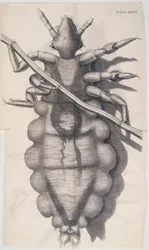 Hookes Micrographia、1665年にシラミが人間の髪の毛にしがみついています。