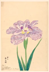 伴侶に思いを馳せる愛（ソフレン）、第7番、1910年頃