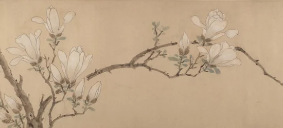 マグノリア、1549年。
