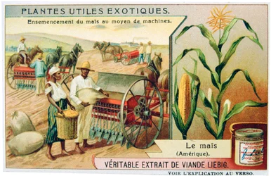 トウモロコシ、c1900