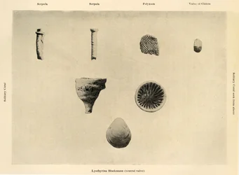 海洋生物、倍率1 12、c1908、1909。