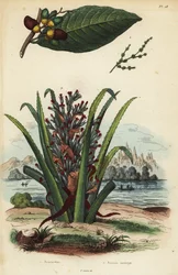 マーキングナッツのSemecarpus anacardium 1とペンギンまたはピヌエラの果実のBromelia pinguin 2