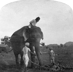 象に餌をやるマスターエクバル、インド、1900年代