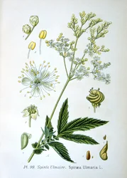 メドウスイート、1893