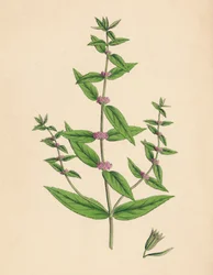 Mentha gracilis、var。 Genuina。細いミント、19世紀