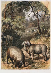 メリノ羊、c1860