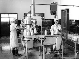 牛乳生産、ザグレブ、ユーゴスラビア、1952