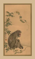 猿、19世紀、1886