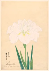 霜夜の月（しもよのつき）38号 1910年頃