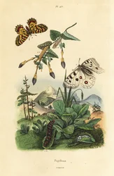 マウンテンアポロバタフライ、Parnassius apollo 1、ミナミシジミ、Zerynthia polyxena 2、幼虫とサナギ