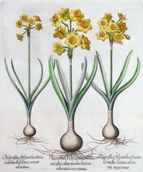 水仙、1613年