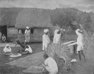 ジャマイカで米を準備する先住民労働者、c1890