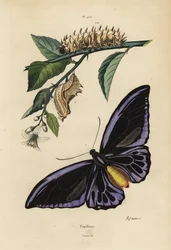 ノーザンバードウィング（Ornithoptera priamus urvillianus 1）、コモンバードウィング（Troides helena）のサナギと幼虫