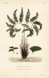 Northern maidenhair fern or five-fingered fern, Adiantum pedatum, Capillaire du Canada