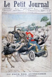 車を攻撃するダチョウ、カリフォルニア、アメリカ、1904