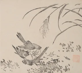 shi Z Hu Zのページもございます。
