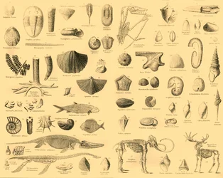 古生物学、c1910。
