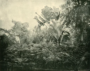 パームアンドファーン島、植物園、ブリスベン、1901。
