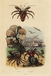 クジャクノオウチワ、Padina pavonica 1、ヨーロッパホンヤドカリ、Pagurus bernhardus 2、青い目のヤドカリ、Paragiopagurus diogenes 3、および Pagurus alatus 4