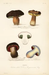 ペニーパンやポルチーニ茸（Boletus edulis）、ルリビタキ（Suillellus luridus, Boletus perniciosus）など。
