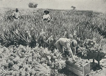 1916年、パインアップルプランテーション