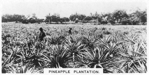 パイナップルプランテーション、オーストラリア、1928