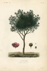 ピンクのロックローズ、ホアリー・ロックローズ、Cistus creticus、Ciste de Crete
