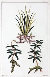 薬用植物、中国