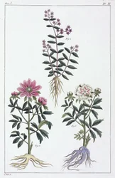 薬用植物、中国
