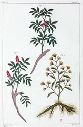薬用植物、中国