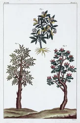 薬用植物、中国