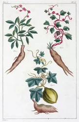 薬用植物、中国