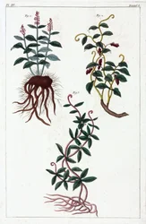 薬用植物、中国