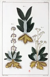 薬用植物、中国