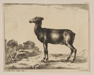 プレート15：doe、さまざまな動物のDiversi animali、1641年以降。