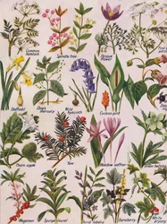 イギリス諸島で発見された有毒植物、1935
